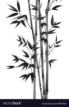 black and white drawing of bamboo trees with leaves on it's stems, against a white background