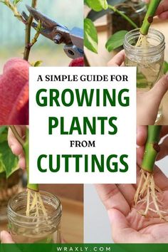 growing plants from cuttings with text overlay that reads a simple guide for growing plants from cuttings