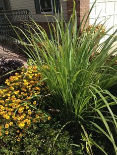 some yellow flowers in front of a house