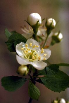 a white flower with green leaves and buds