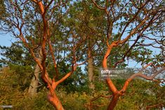 an orange tree with lots of leaves in the foreground and trees in the background