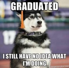 a husky dog wearing a graduation cap and looking at the camera with caption that reads, i still have no idea what i'm doing