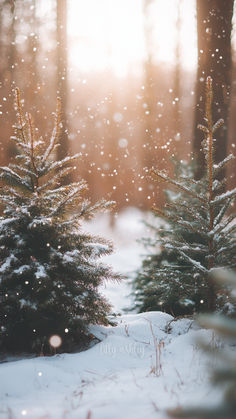 two small trees in the snow near each other