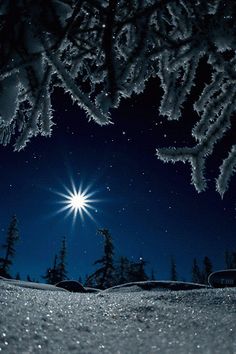 the stars shine brightly in the night sky above snow - covered trees and evergreens