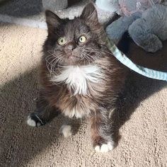 a cat is sitting on the floor next to a stuffed animal and looking at the camera