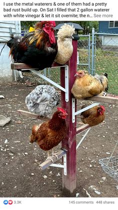 a bunch of chickens that are standing on a wooden pole in front of a fence