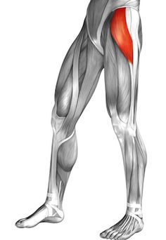 the muscles are highlighted in this image, and there is also an orange spot on the lower half of the leg