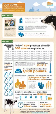 an info sheet shows the different types of cows and how they are used to milk