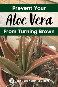 an aloe vera plant in a pot with text overlay reading prevent your aloe vera from turning brown