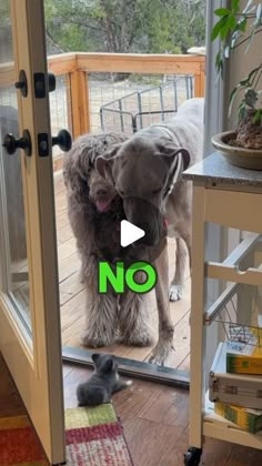 two dogs are standing in front of the door and one dog is looking at them