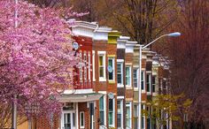 a row of brick buildings with pink flowers on the trees in front of them and a street light next to it