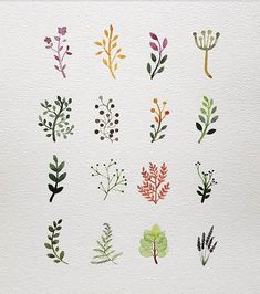 a bunch of different types of plants painted on white paper with watercolor pencils