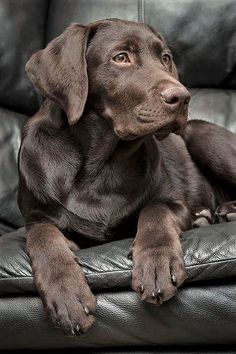 a brown dog sitting on top of a leather couch