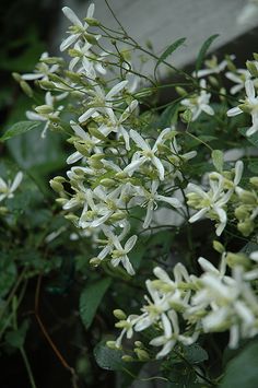 the white flowers are blooming on the tree