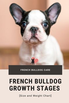 a french bulldog puppy sitting in front of a pink wall with the words french bulldog growth stages