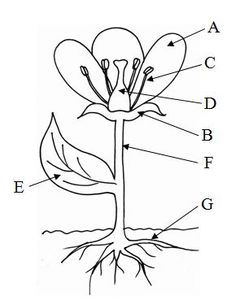 the parts of a flower are labeled in this diagram, which is what they look like