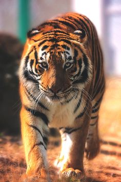 a large tiger walking across a dirt field