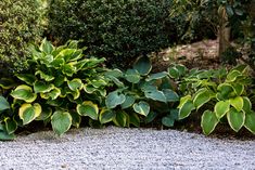 some green and yellow plants in the middle of graveled area next to shrubbery