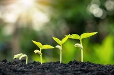 small green plants sprouting from the soil in front of trees and sunlight shining on them