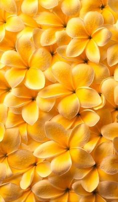 close up view of yellow flower petals