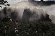 the sun is shining through the clouds in the mountains above flowers and trees on a foggy day