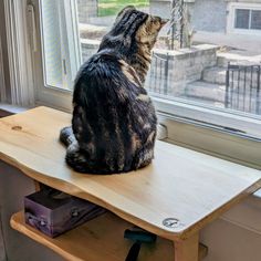 a cat sitting on top of a wooden table next to a window