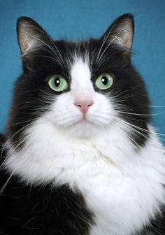 a black and white cat with green eyes sitting on a blue background looking at the camera