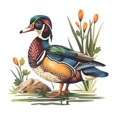 a wood duck standing on top of a body of water next to flowers and plants