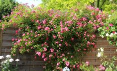 pink and white flowers growing on the side of a brick wall next to a fence