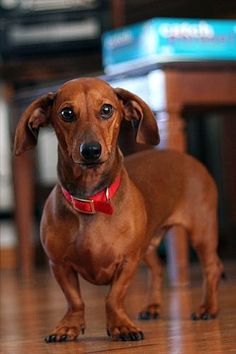 a small brown dog standing on top of a hard wood floor