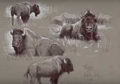 three bison are standing in the grass near each other, and one is laying down