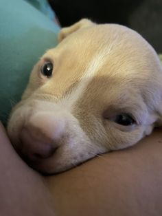 a close up of a dog laying on top of a person's arm with it's eyes wide open