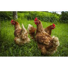 three brown and white chickens standing in the grass