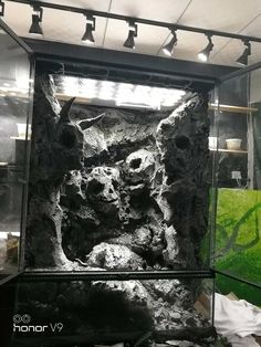 the inside of an aquarium with rocks and algaes in it's display case