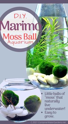 an advertisement for a moss ball aquarium