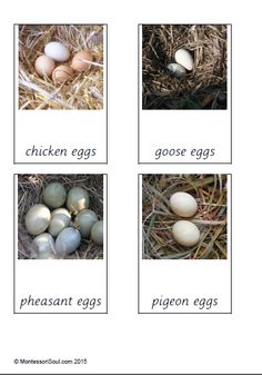 four different types of eggs in the nest