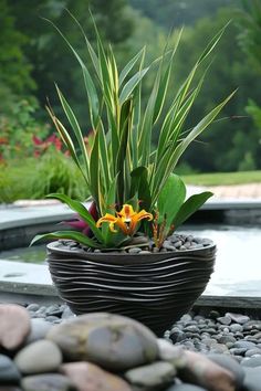 a bowl shaped planter sitting on top of a rock covered ground next to a pond