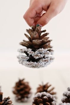 someone is holding a pine cone with snow on it and other cones in the background