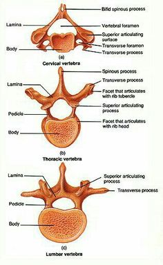 an image of the anatomy of the human neck and lower limbs, labeled in text