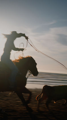 a woman riding on the back of a brown horse next to a cow at sunset