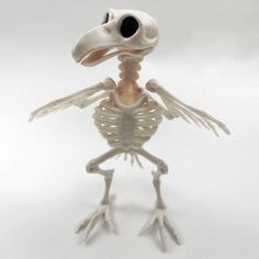 a skeleton bird is standing on one leg and looking at the camera with its eyes open