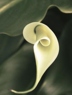 a white flower with green leaves in the background