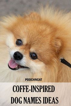 Coffee-Inspired Dog Names Ideas Coffee Names, Names Ideas, Puppy Names, Choose One, All About Cats, Don T Know, Dog Names, Dog Life