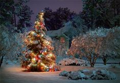 a lit christmas tree in the middle of a snow covered yard with trees and bushes