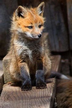 a baby fox sitting on top of a wooden bench next to another animal in the background