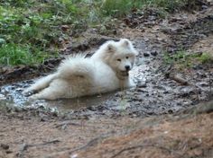 a white dog is laying in the mud