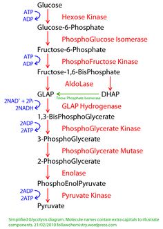 a diagram with the names and symbols for different types of phospherate