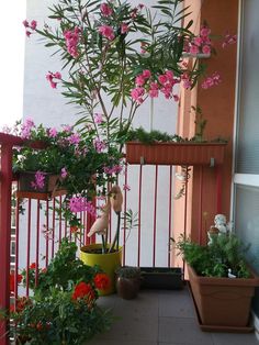 potted plants and flowers on a balcony