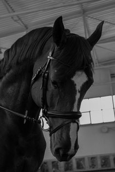 a black and white photo of a horse in a stable with his head turned to the side