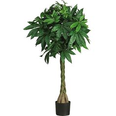 a large potted plant with green leaves on it's top and bottom, in a